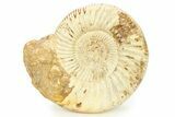 Polished Jurassic Ammonite (Kranosphinctes) - Madagascar #290783-1